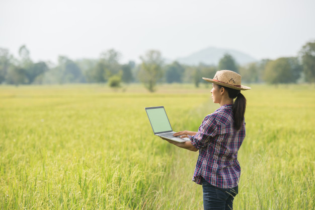 farmer-rice-field-with-laptop_1150-6065